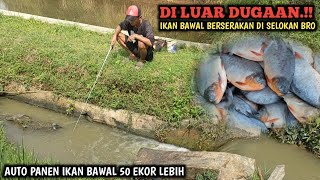 YA TUHAN.!! KOLAM IKAN BAWAL WARGA JEBOL SAAT MANCING || AUTO SELOKAN PERSAWAHAN PENUH DENGAN IKAN