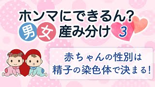 （3）【男女産み分け】赤ちゃんの性別は精子の染色体で決まる！