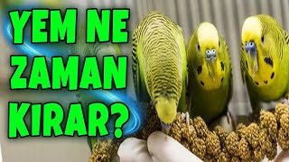 MUHABBET KUŞU EN DOĞRU YEME DÜŞME ZAMANI !