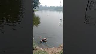 Lake Duck 3
