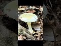 Nature walk featuring frogs, toads and a snake #reptilelover #amphibians #frogandtoad #naturewalks