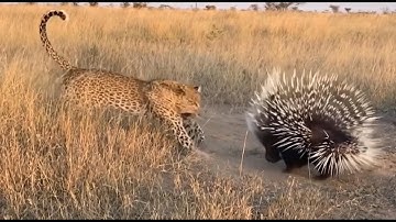 Overlevingscode voor stekelvarkens: spreek zacht, spijker hard