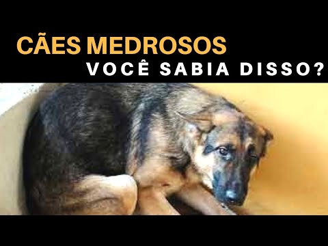 Vídeo: Por que meu cão está assustado com as caminhadas?