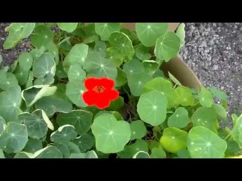 Настурция цветет. Nasturtium Blooms