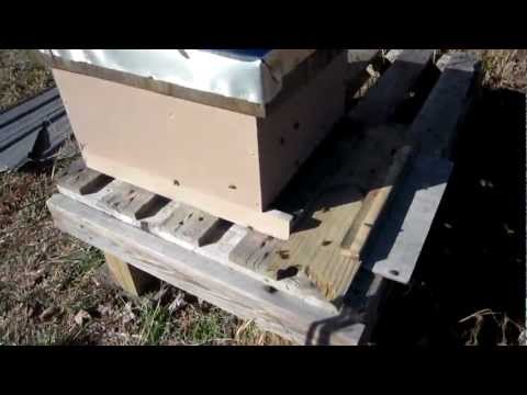 Beehive Update