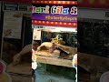 Venomous Reptile Section Taman Rama-Rama Melaka
