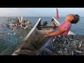 出海收放了6天的地笼 ，刚拉起一筐就有几百条，鲨鱼八爪猛货聚集