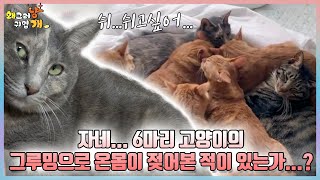 메이만 졸졸~따라다니며 폭풍 그루밍X6 하는 6마리 고양이들