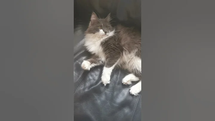 Video 5312481: cutest maine coon cat, maine coon cat playing, sweet maine coon, funny baby cats cutest, cats animals sweetness