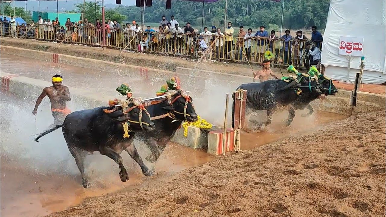 Uppinangady Vijaya-Vikrama Kambala