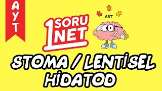 Stoma Lentisel Hidatod 2063 Ayt Biyoloji