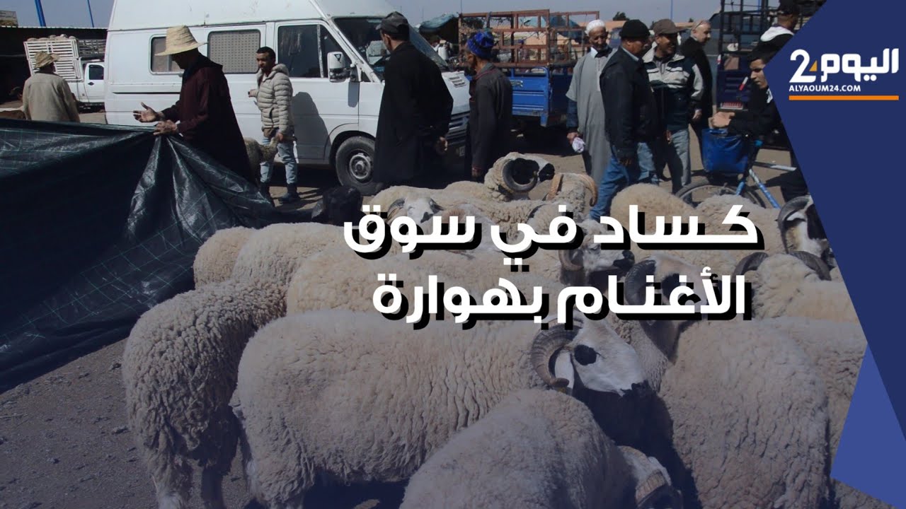 انخفاض أسعار الأغنام إلى النصف بعد قرار إلغاء العيد