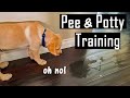 How to Pee and Potty Train your Puppy at Home | How I Did it (You will Thank Me for This)