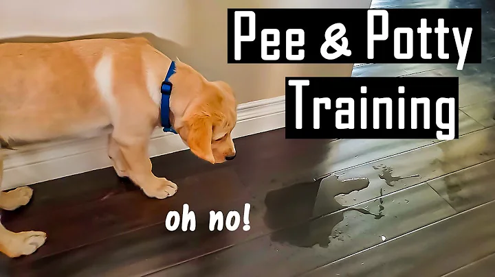 How to Pee and Potty Train your Puppy at Home | How I Did it (You will Thank Me for This) - DayDayNews