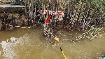 Ngay Chổ Miệng Cống Xã Những Đàn Cá Khủng Khiếp | Kích Cá Miền Tây | Catch Fish