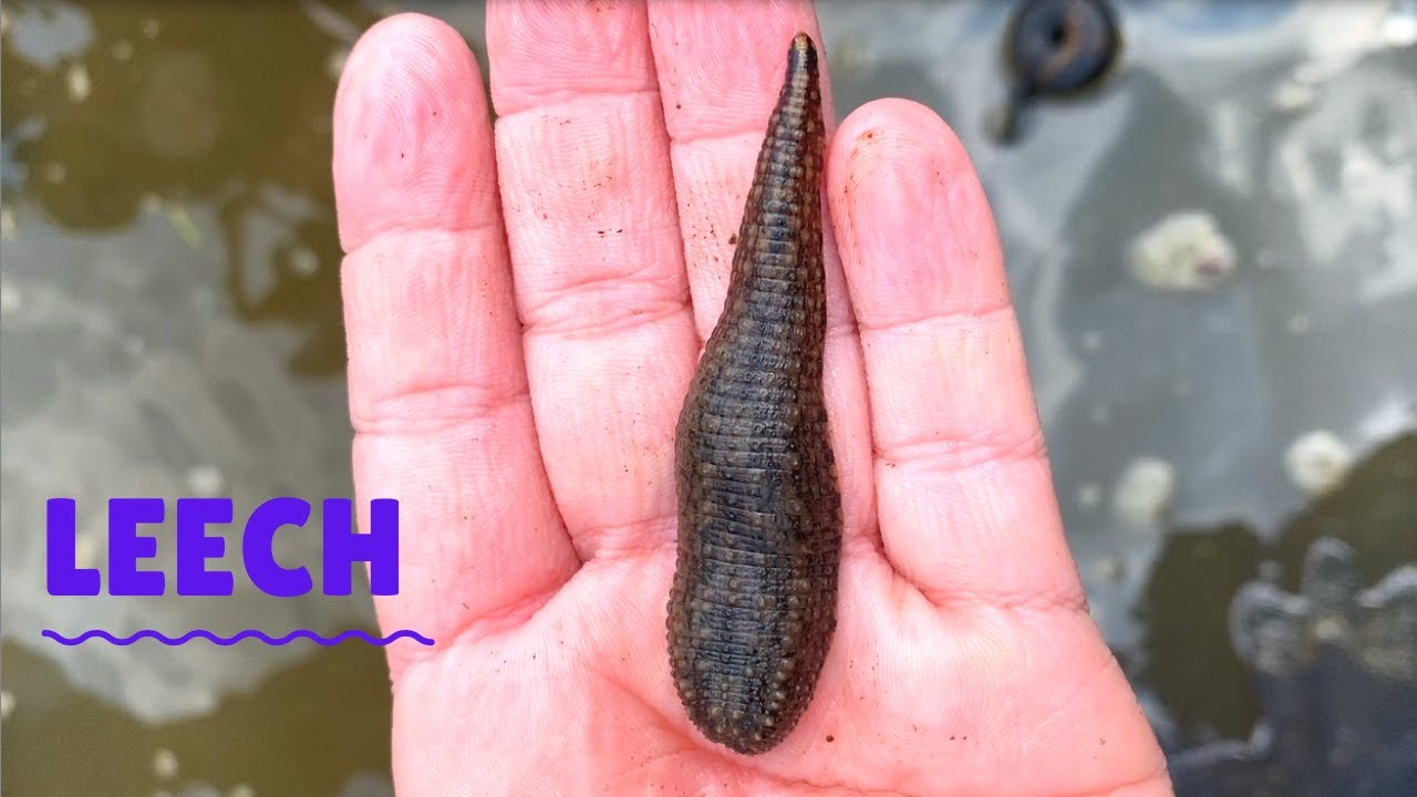 Freshwater Leech 