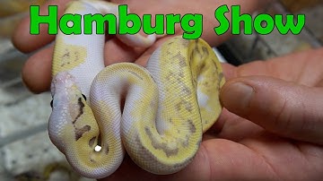 December Hamburg Reptile Show and Tim Bailey!