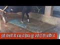 ऐसी स्थिति मे हिम्मत छुट जाता है डेरी फार्मिंग से / pashupalan /dairy farming
