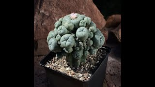 Lophophora williamsii auf Trichocereus pachanoi pfropfen.