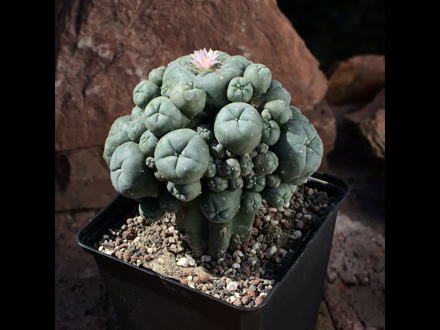 Lophophora williamsii auf Trichocereus pachanoi pfropfen.