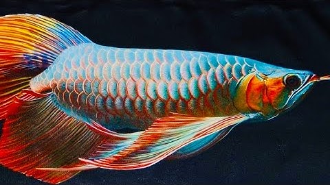 Review Huyết Phong Đen Đuôi Càng Đẹp | Lúa Êm Ae Trải Nghiệm | HungNgo CR