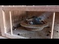 Langsam geht's wieder los / Pigeons getting ready