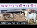 Powerful and perfect goat breeder barbari in West Bengal. প্রজননে সক্ষম পাঠার সঠিক পরিচয়।