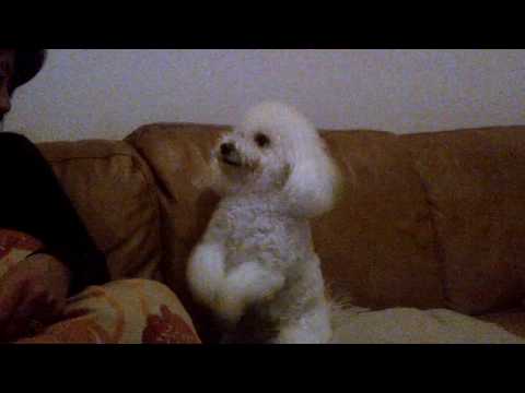 Bichon Frishe Begging