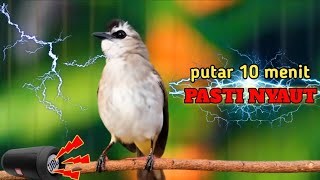 SUARA AMPUH TRUCUKAN GACOR 18 JAM NONSTOP TANPA HENTI