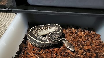 VE-6 snake rack review!