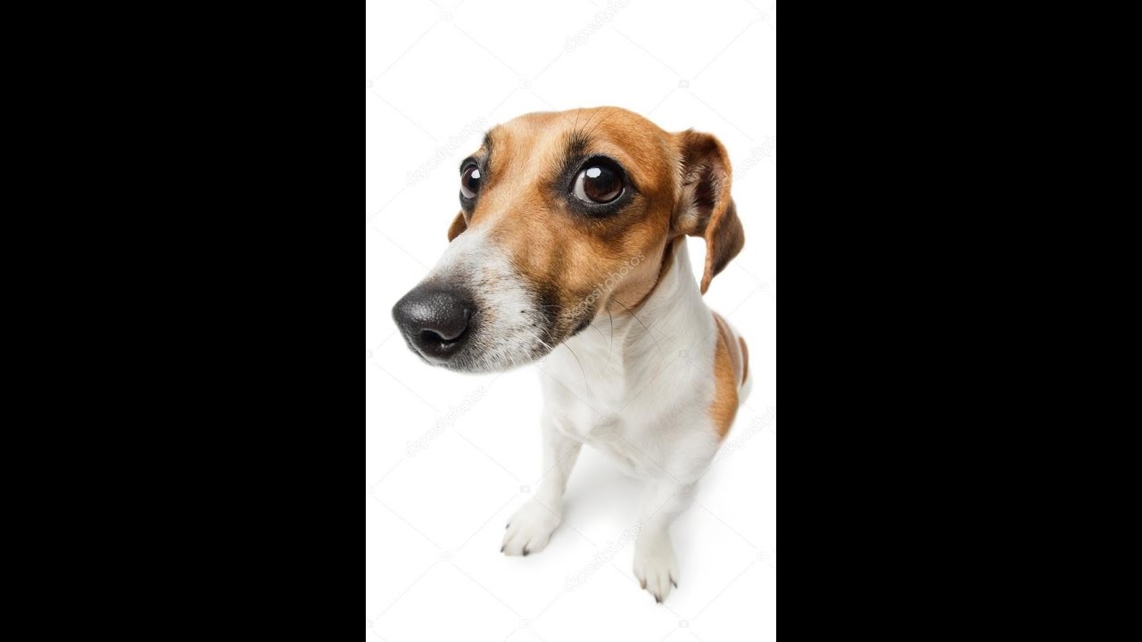 the dog/how to take care of a dog 101 (satire project)