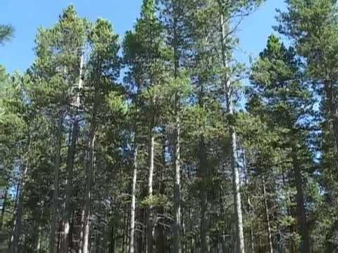 Vídeo: Onde são encontrados os pinheiros lodgepole?