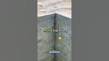 Khoảnh khắc sinh tử của chú cóc nhỏ sau 3 ngày dưới giếng🥹