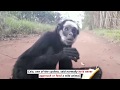 Spider Monkey Rescued