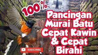 Pancingan Murai Batu Cepat Kawin dan Cepat Birahi 100% #muraibatucepatkawin