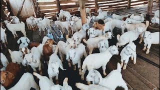 How to manage 10.000 goats on a small budget.