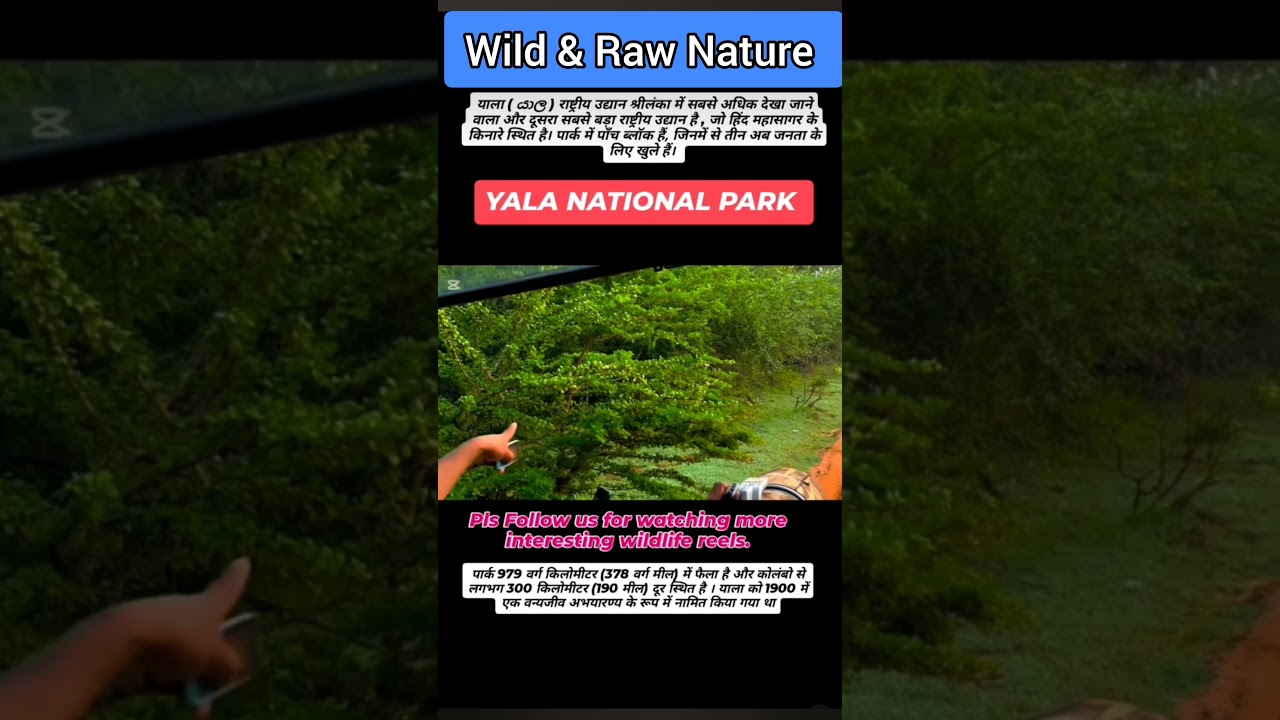 YalaNational Park,Beautiful Leopard  🐆sightings