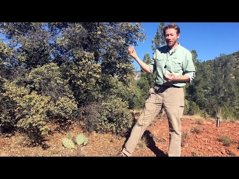 Scrub Oak And Prickly Pear, An Introduction