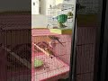 Budgie Wants To Go And Play With Small Cage of Budgies (Part-1) | The Budgie Diaries