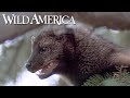 Wild America  | S8 E2 Evergreen | Full Episode HD