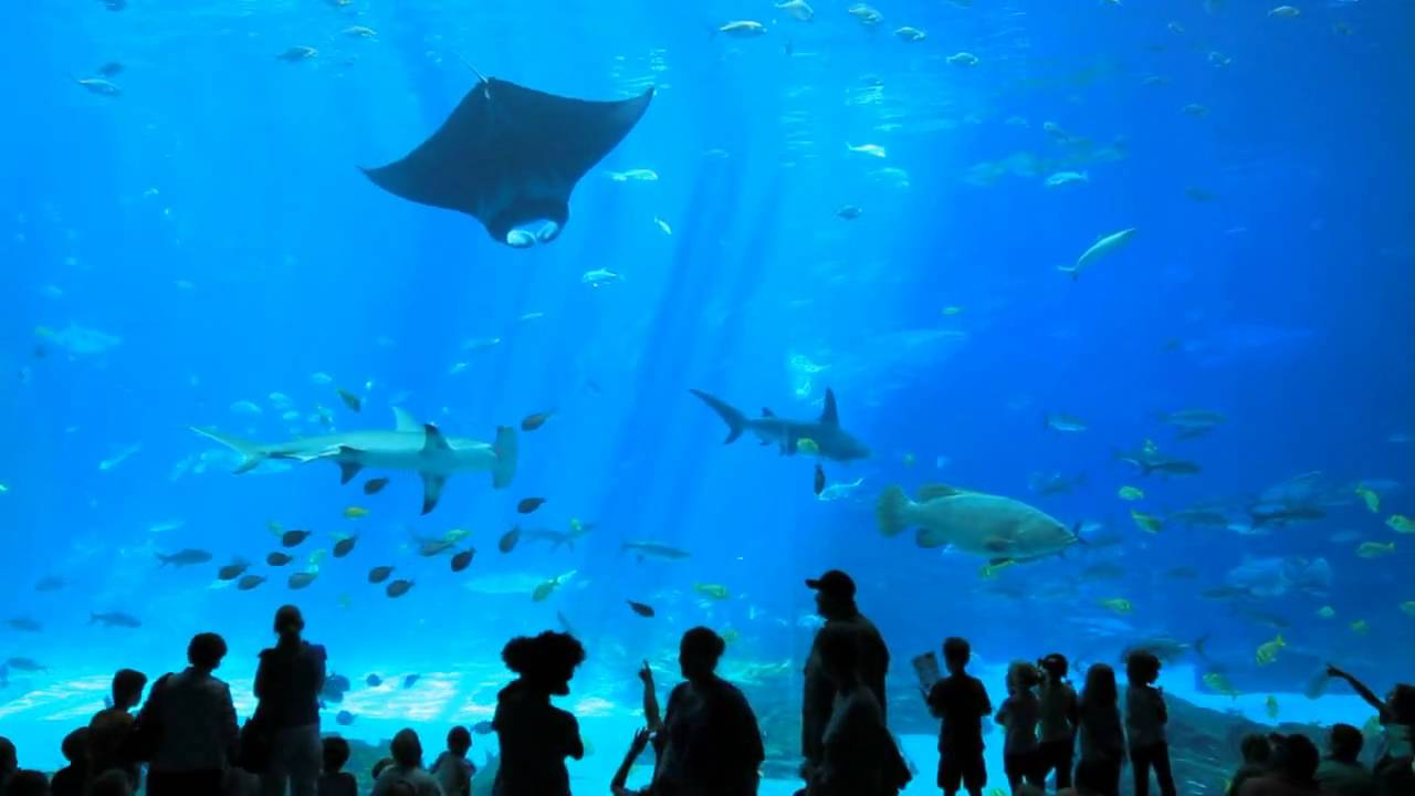 The World's Largest Aquarium // Georgia Aquarium // Atlanta GA - YouTube