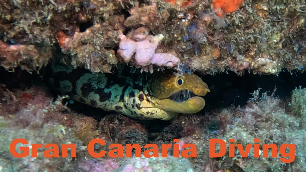 Up Close with Angelsharks and Moray eels | Gran Canaria Dive Adventure. Gran Canaria 2024 [4K]