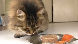 [REUPLOAD] Raw salmon and cat food with salmon  What does the cat like to eat