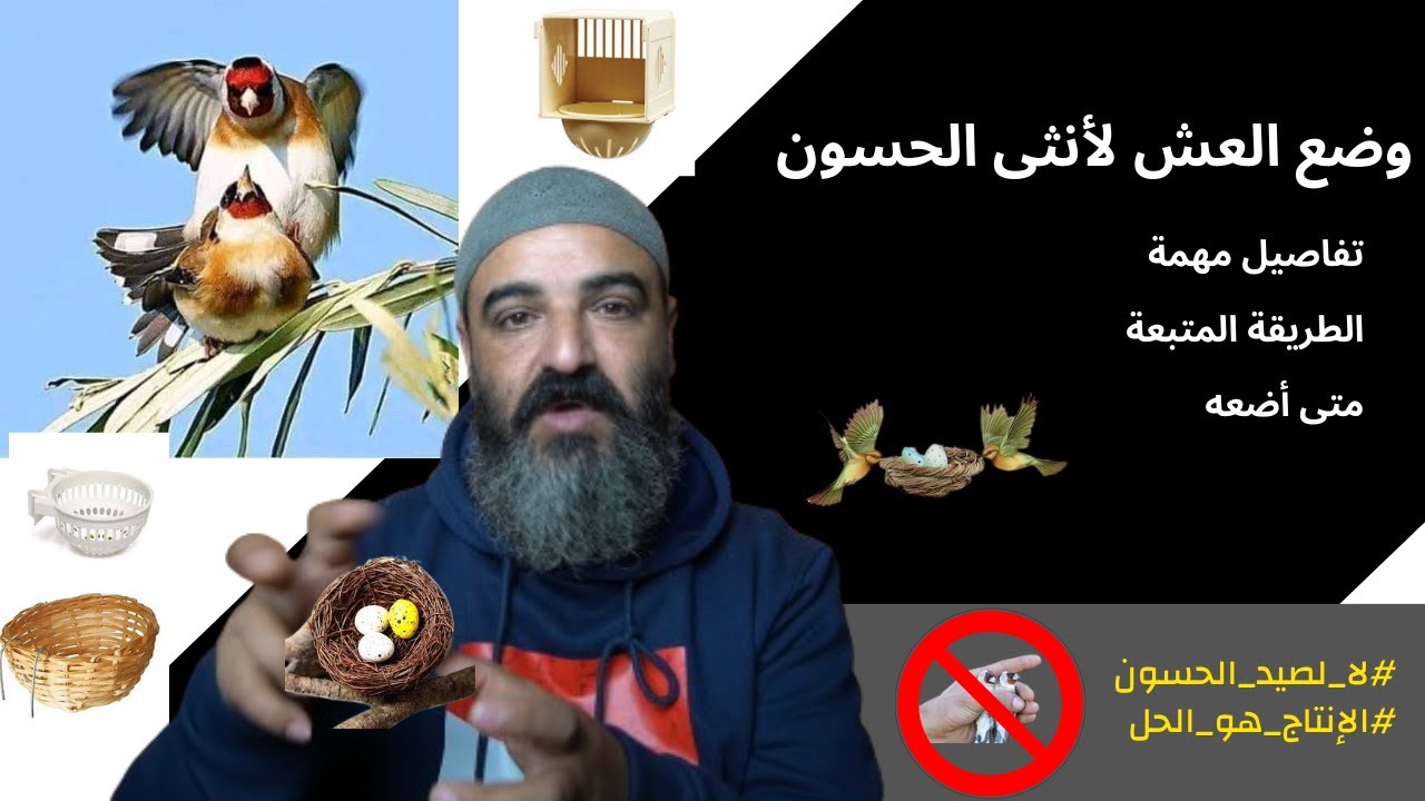 وضع العش لأنثى طائر الحسون الوقت المناسب و الطريقة الصحيحة