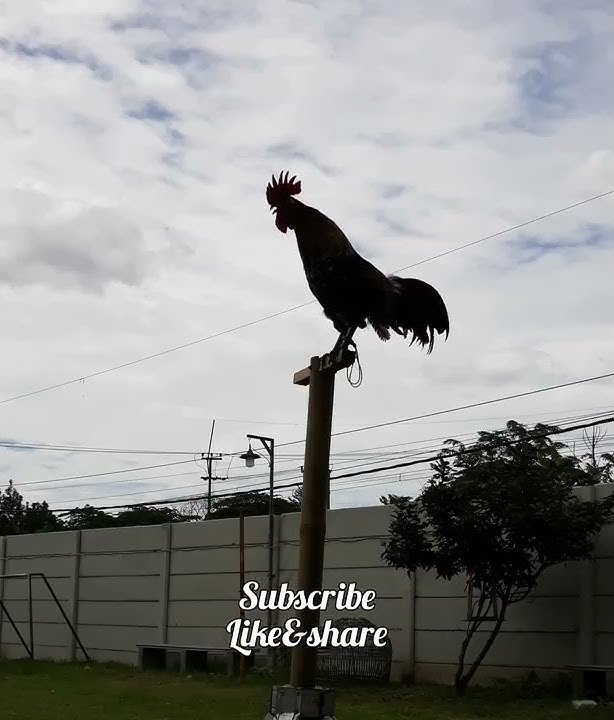 ayam ketawa super dursam