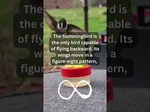 Short Hummingbird fact