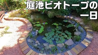 庭池でのクレソン栽培はやめることにしました メダカビオトープの水替え ナガバオモダカの植え付け 水中の金魚たち