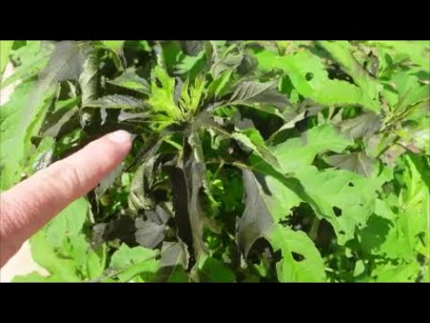 Natural Homemade Weed Killer Comparison - Boiling Water vs Vinegar ...