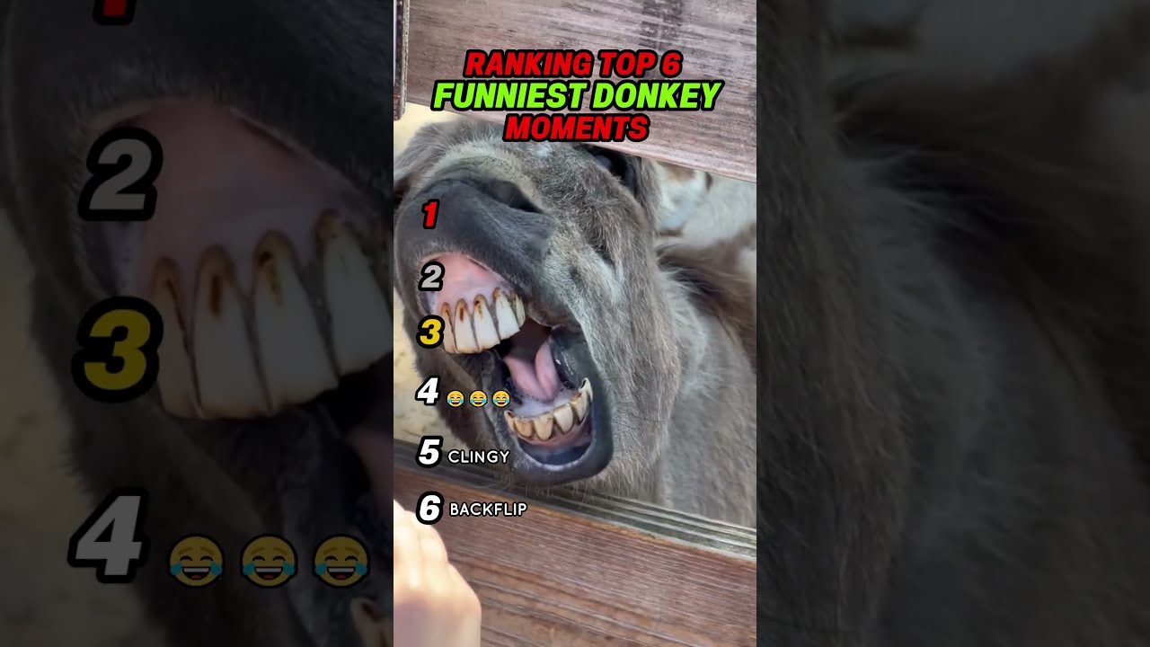 Ranking Funniest Donkey Moments
