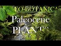 The Evolution of the Paleogene plants